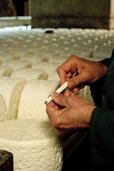 carottage d'un roquefort pour examiner la pâte du fromage à coeur chez Roquefort Société
