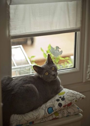Béryl: Chat Chartreux à la fenêtre