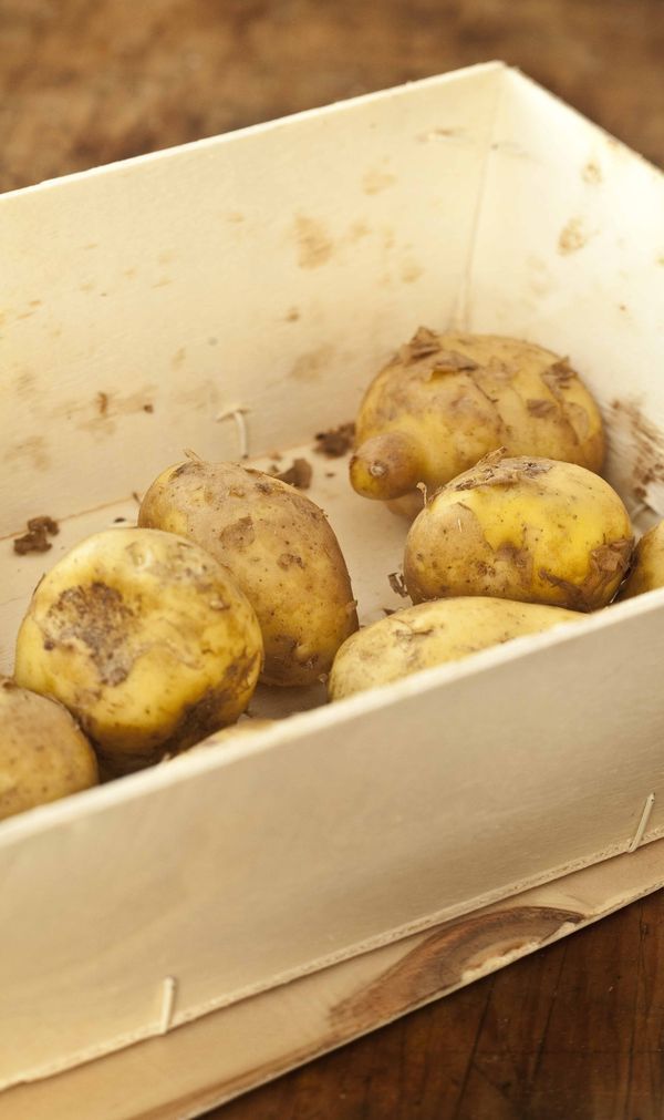 pommes de terre primeur bonnottes de Noirmoutier en cagette de bois