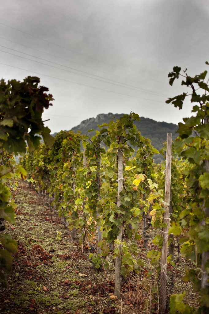 Ardèche Plein Coeur  Balade au milieu des vignes de Cornas 1