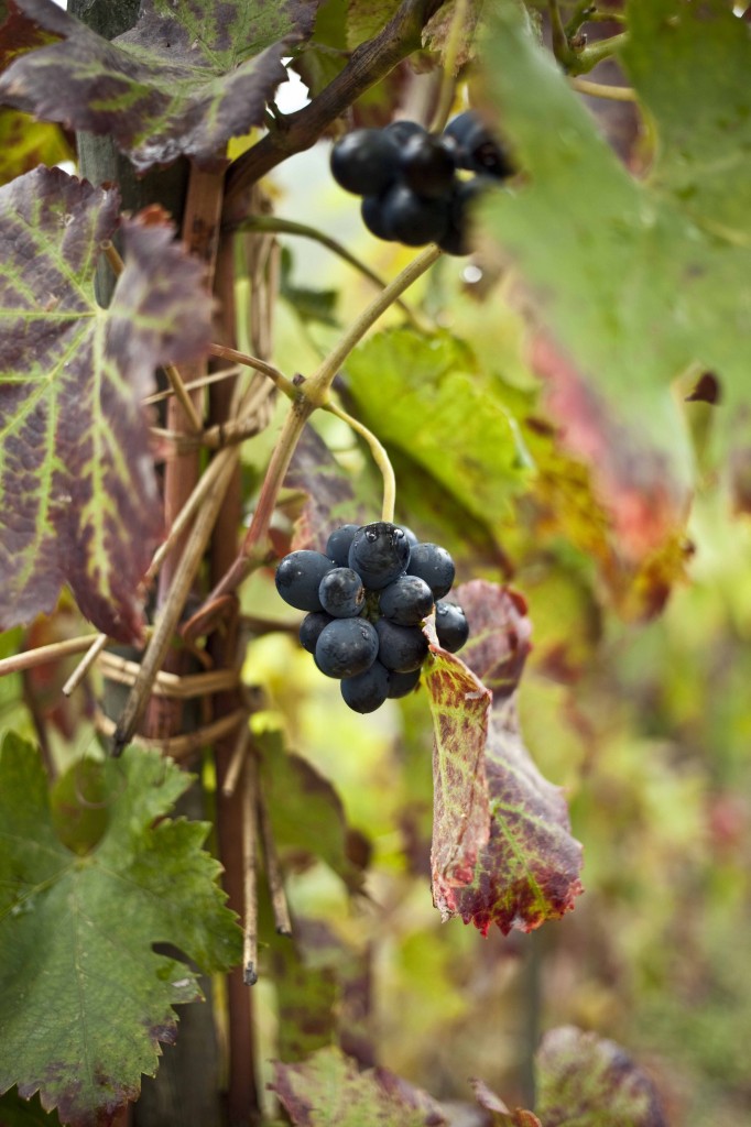 Ardèche Plein Coeur  grains de vignes 1