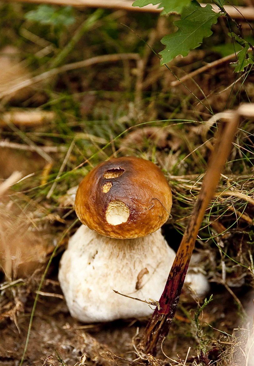 Cueillette de champignons: le cèpe de Bordeaux