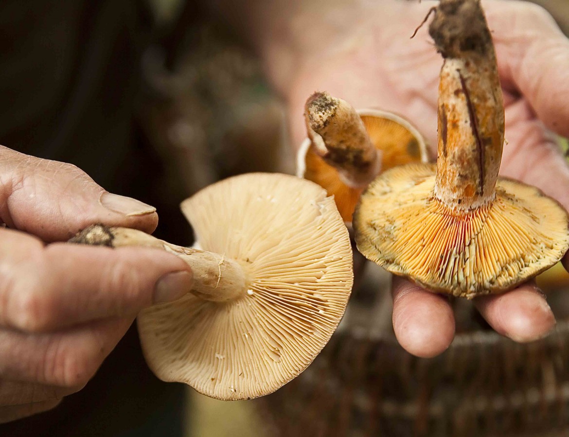 Les champignons: les lactaires Circellatus et délicieux