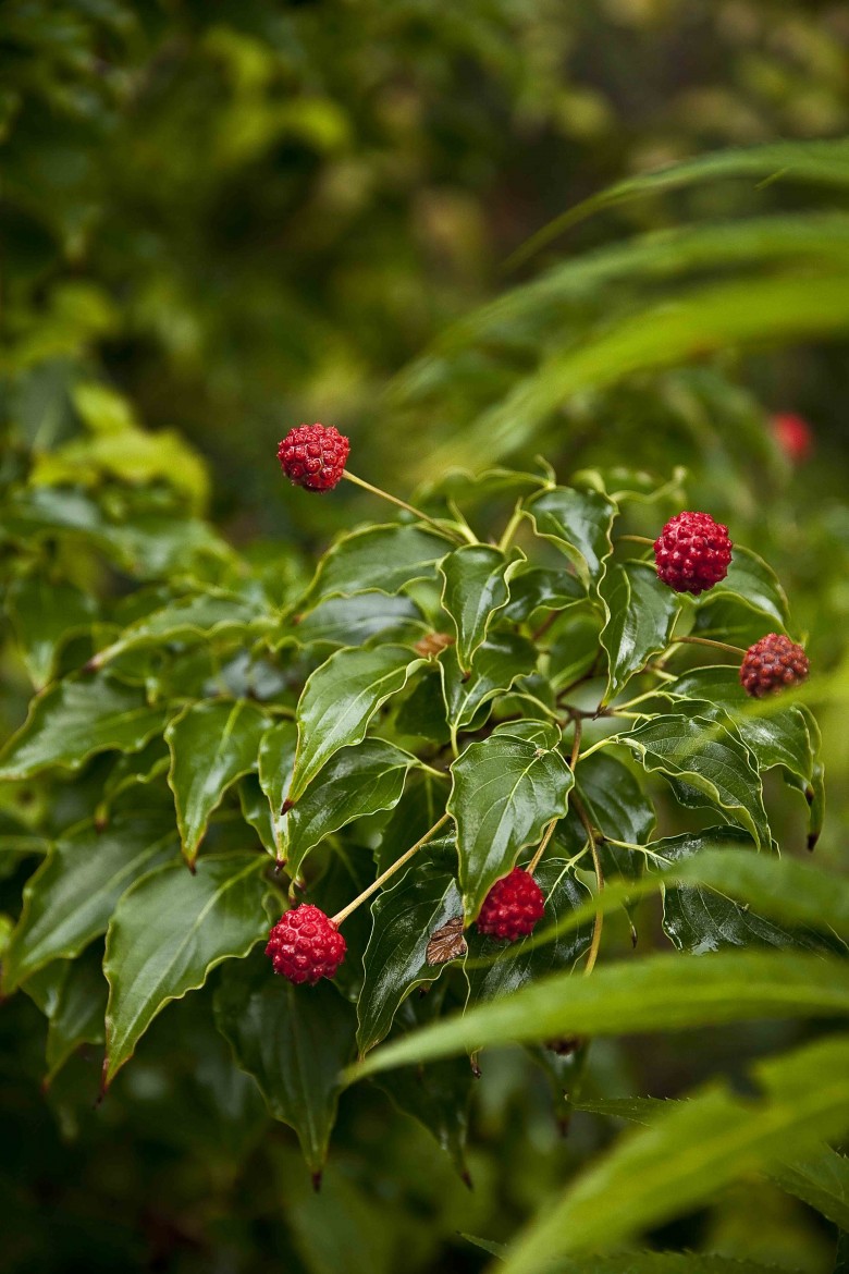 Les images du Jardin Retiré à Bagnoles de l'Orne, fruits rouges