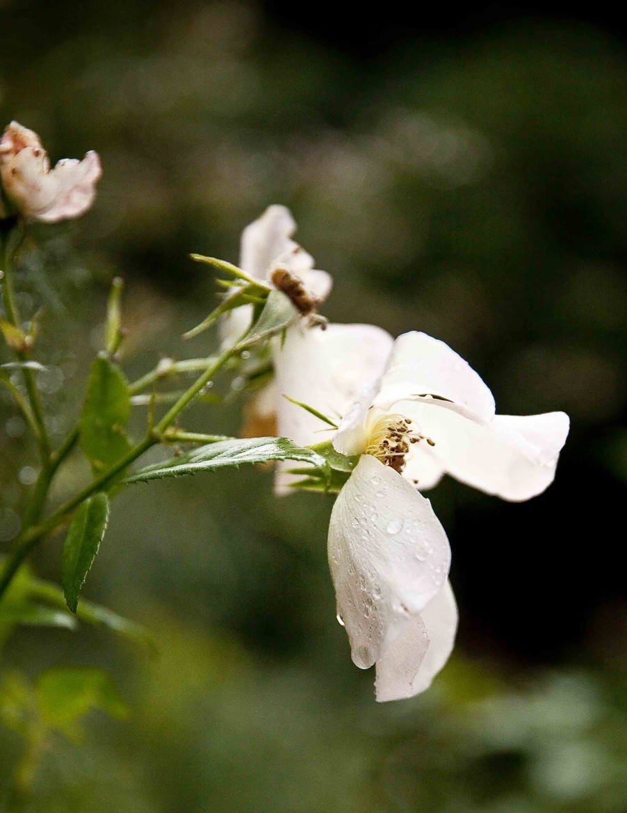 Les images du Jardin Retiré à Bagnoles de l'Orne, roses humides