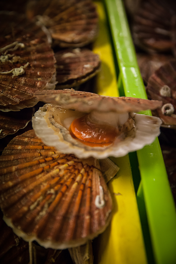 Coquilles Saint Jacques Label Rouge03©AnneDemayReverdy