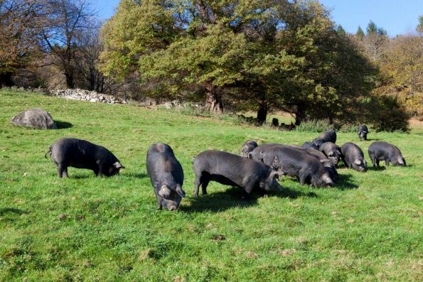 Porcs noirs de Bigorre en prairie