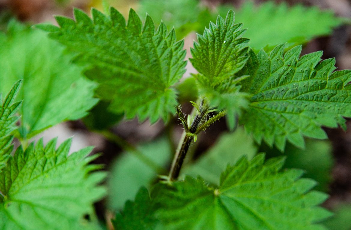 Nettle, how to pick it, how to prepare it, how to ...
