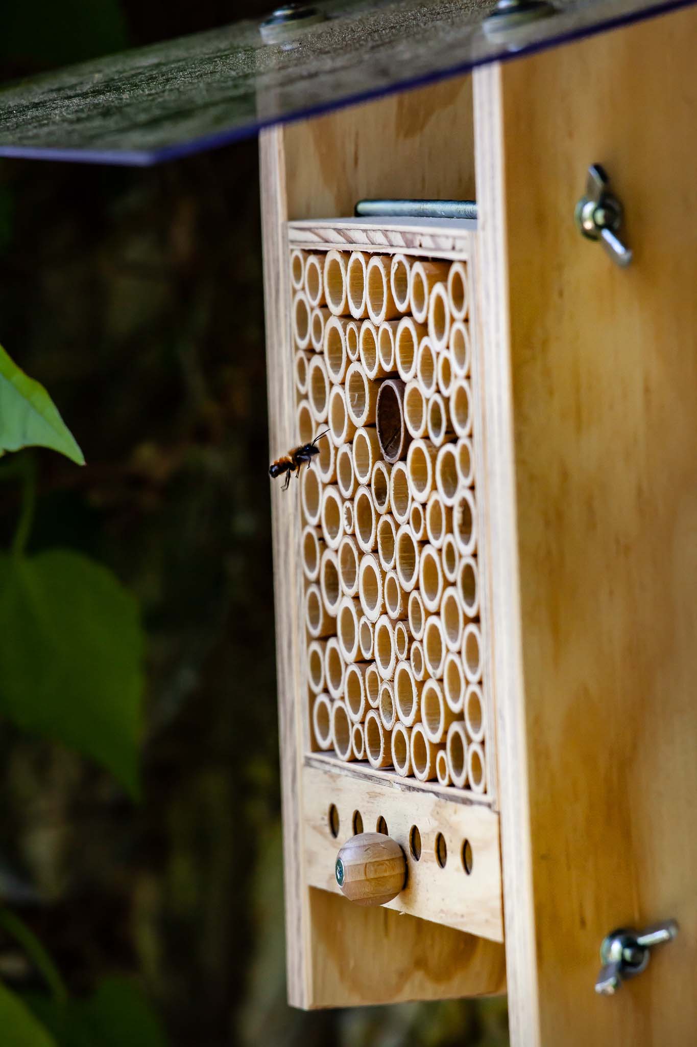 Ma BeeHome installée et une des abeilles sauvages maçonnes qui y vit