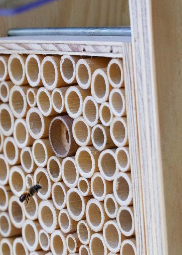 abeilles sauvages maçonnes et BeeHome