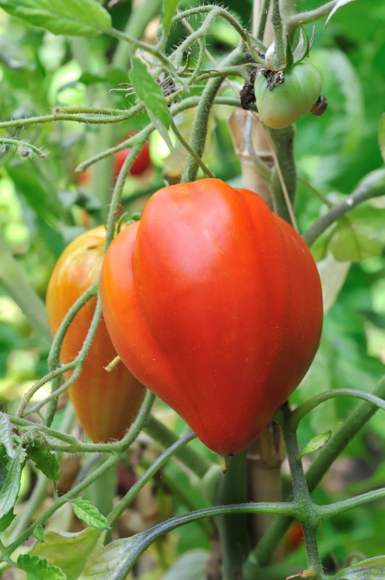 tomates coeur de boeuf