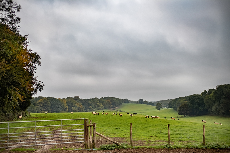 Elevage extensif de moutons chez John Coultrip, éleveur dans le Kent