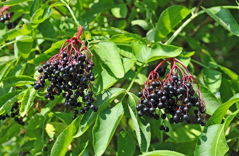 Fruits de sureau noir, arbuste toxique