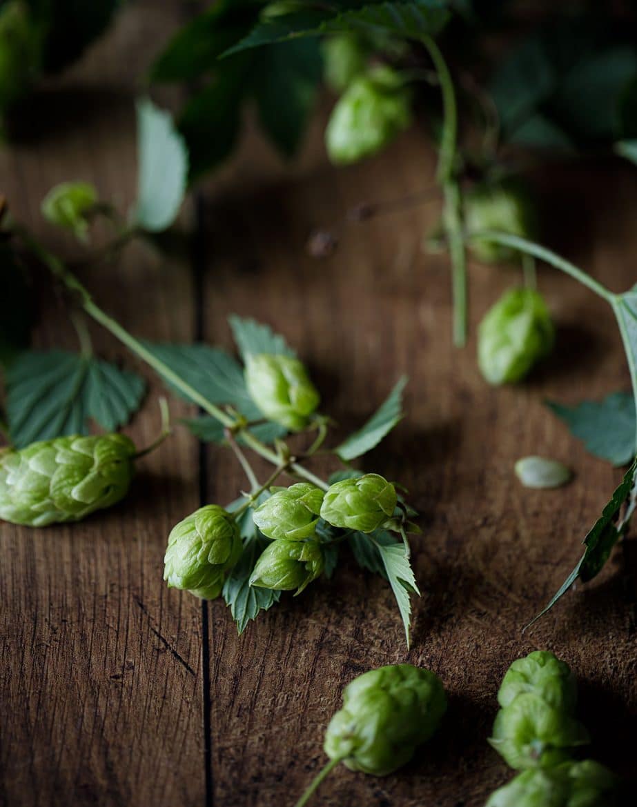 Le houblon, l'ingrédient aromatique pirncipal de la bière qui contribue aussi à sa conservation. 