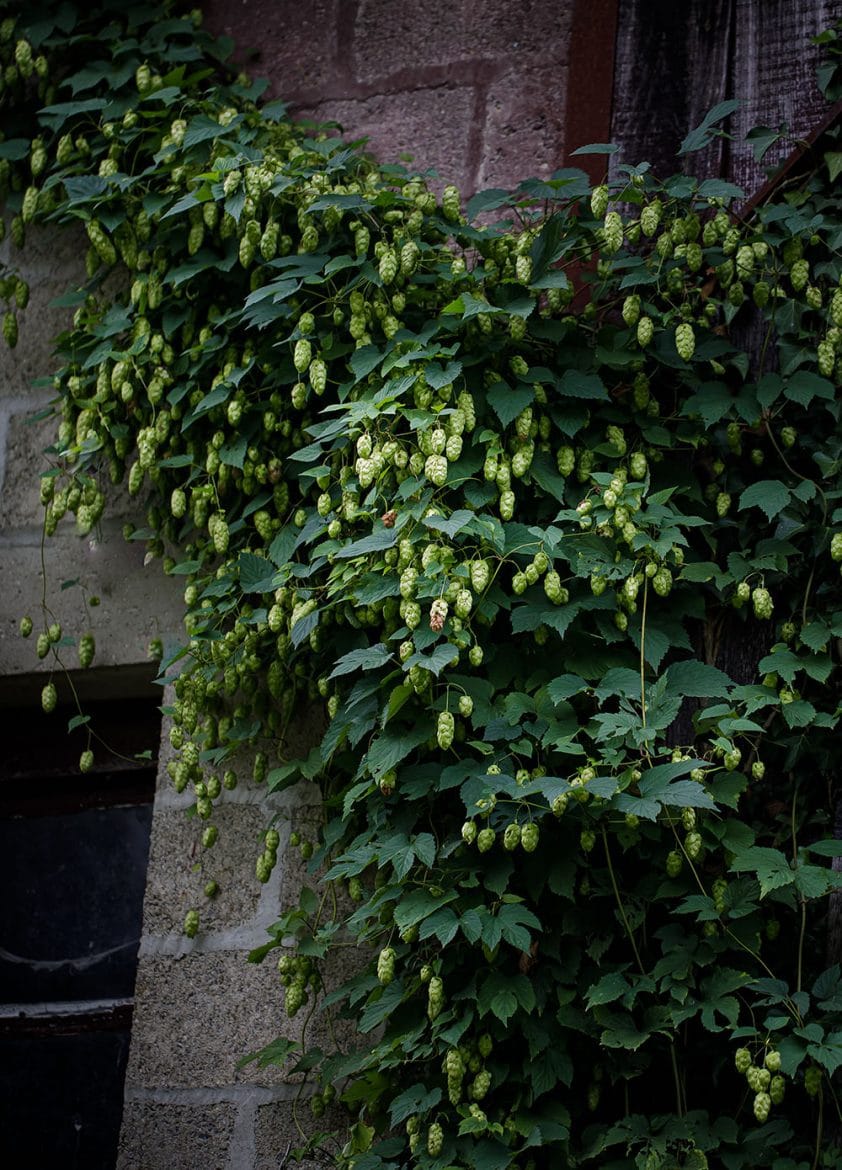 Houblon grimpant sur un mur, plant femelle d'un humulus lupulus ou houblon à bière.  