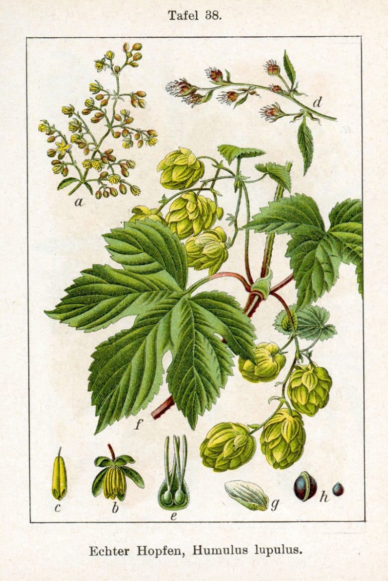 Le houblon, planche botanique décrivant toutes les parties végétatives du houblon, dessin de Jacob Sturm