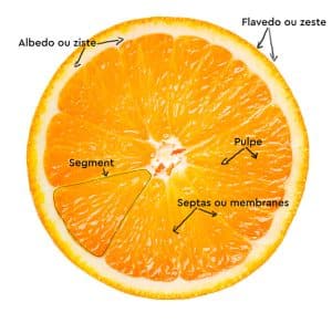 Description d'une orange, le zeste, le ziste, les septas, la pulpe et un segment