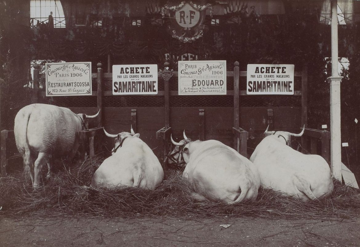 Le Concours Général Agricole en 1906, présentation des animaux reproducteurs 