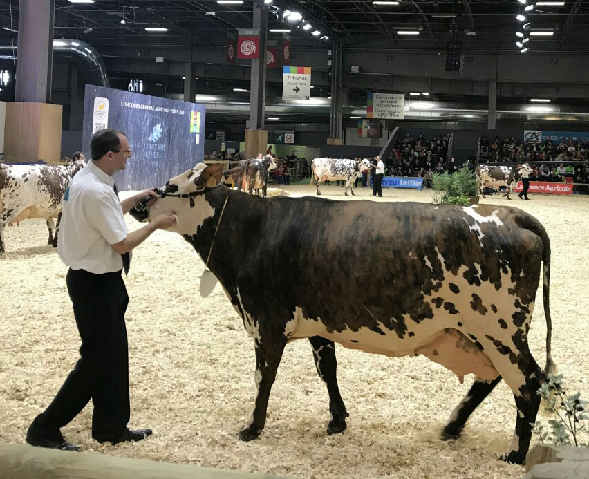 Vache normande présentée au Concours Général Agricole sur le ring du Pavillon 1 du Salon de l'Agriculture