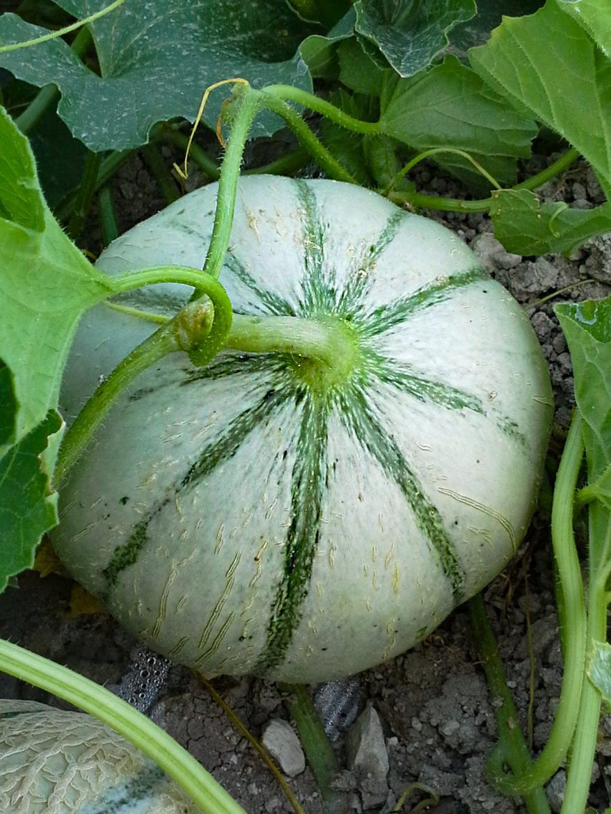 Melon charentais igp Haut Poitou en plein champ