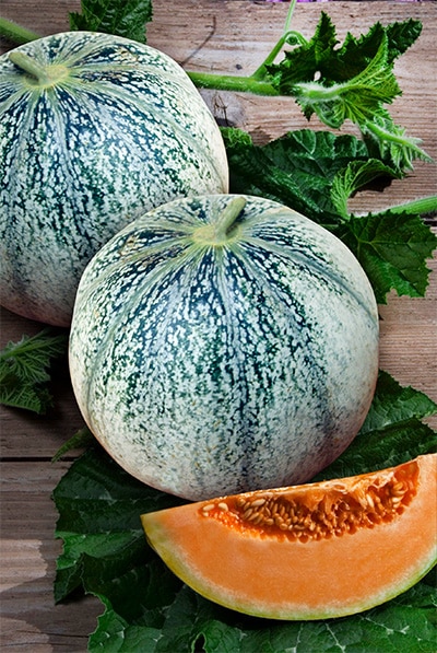 Le melon Petit-Gris de Rennes est une variété très appréciée des jardiniers du nord de la France car précoce. 