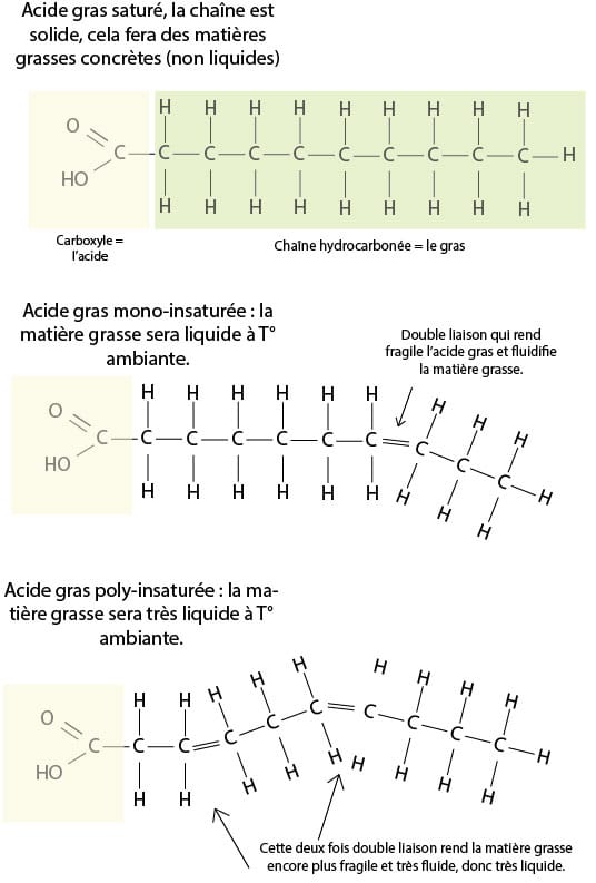 Schéma des acides gras formule chimique. Acides gras saturés, mono insaturés et poly insaturés. 