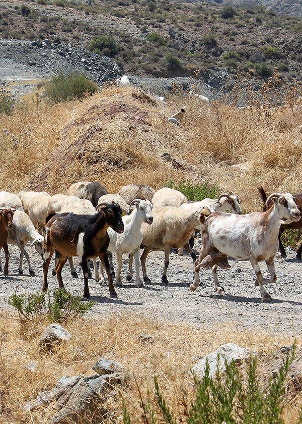 Les troupeaux de brebis et chèvres mélangées de Chypre pour le fromage halloumi
