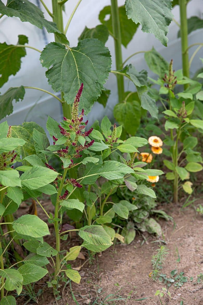 Domaine Grosbois en AOC Chinon en polyculture : plant d'amarante