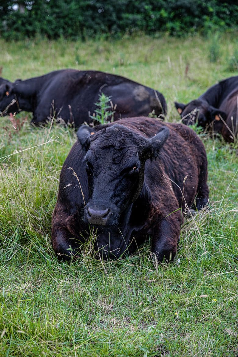 L'élevage du Domaine Grosbois, les vaches BlackAngus, paisibles. 