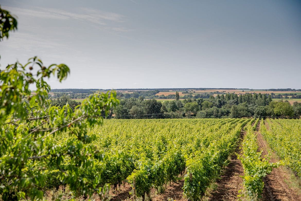 Les vignes du domaine Grosbois avec vue sur la plaine de la Vienne