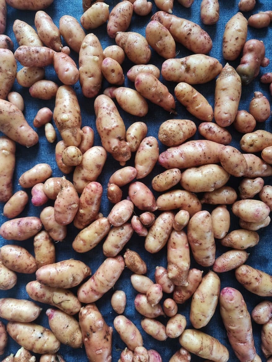 Les pommes de terre à chair très ferme Corne de Gatte