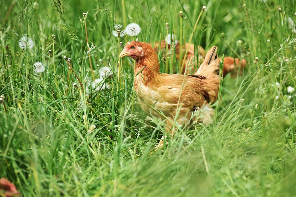 Les poulets fermiers, Label Rouge ou de Loué sont élevés en plein air. Ils sont d'une bonne qualité et respectent le bien-être animal. 